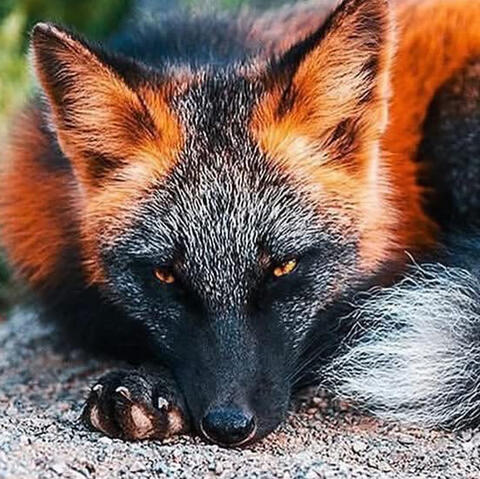 🦊 Fox