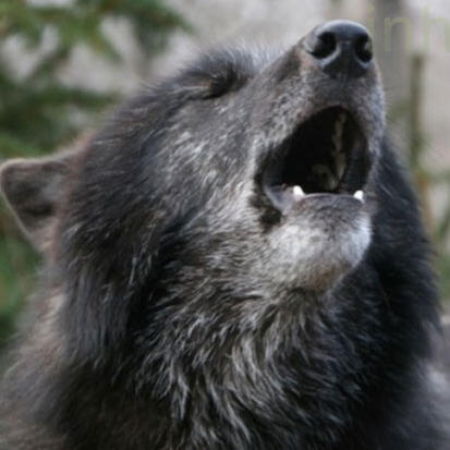 🐺 (Were)wolf