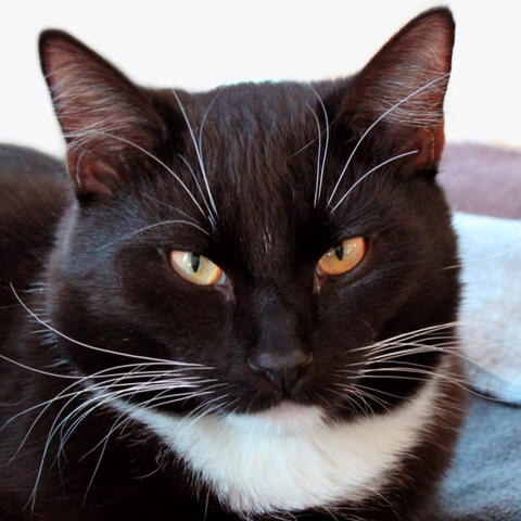 🐈 Domestic cat