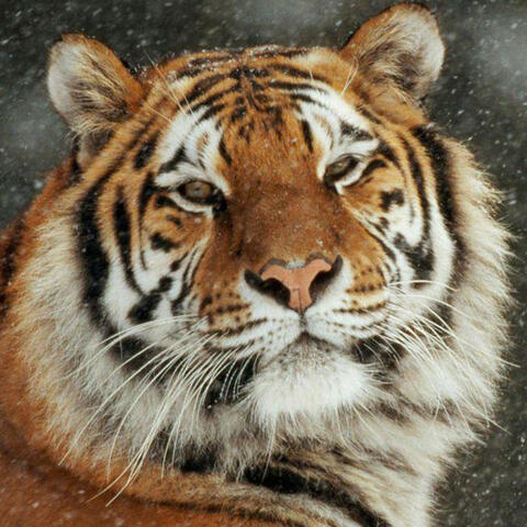 🐯 Tiger