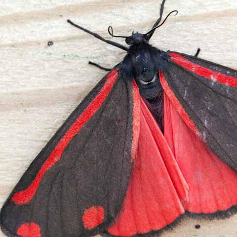🌉 Mothman